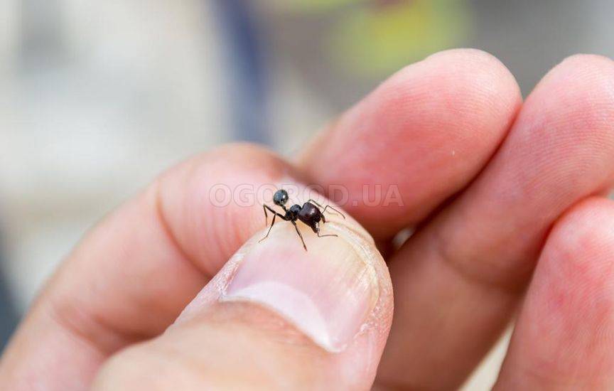 Как избавиться от муравьев на участке навсегда