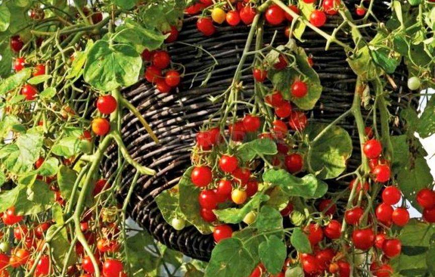Ампельные томаты: выращиваем в подвесных горшках