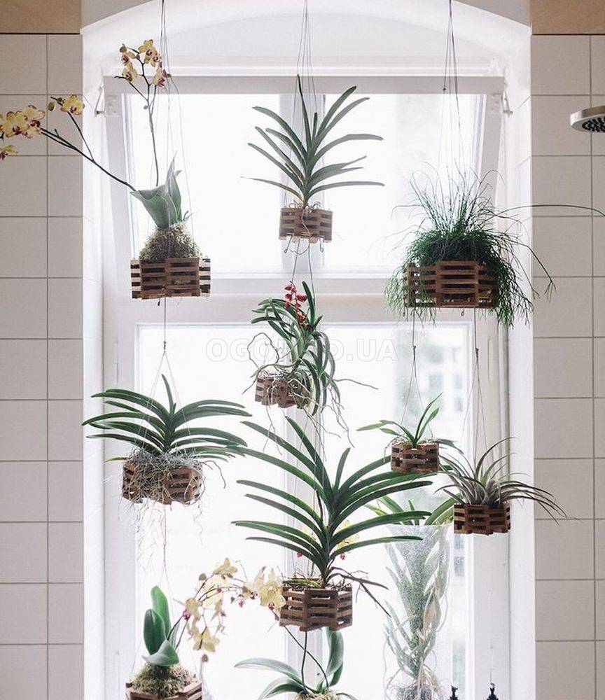 Как разместить побольше комнатных растений на подоконнике