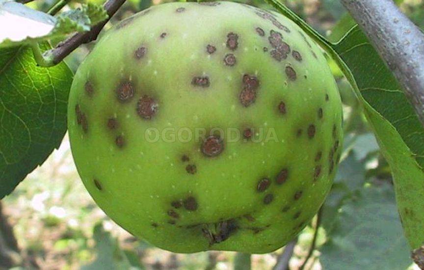 Как защитить яблоню и грушу от болезней и вредителей