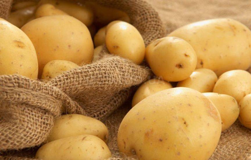 Картофель – обработка перед посадкой