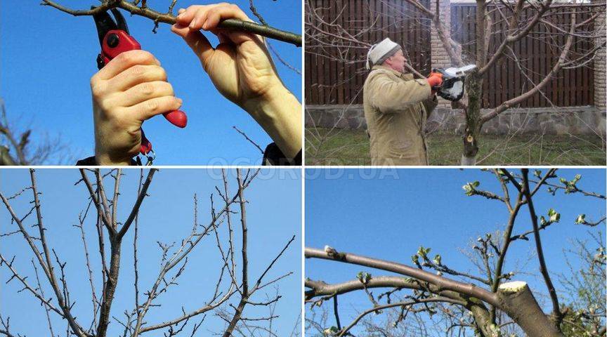 7 способов, как обрезать ветку дерева или куста