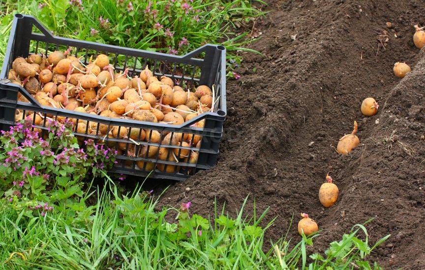 Посадка картофеля: привычные и необычные способы