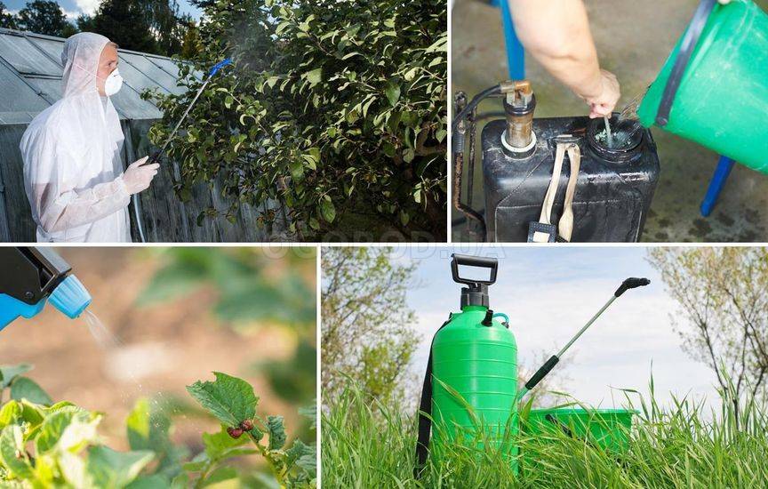 9 правил, которые надо соблюдать при обработке растений пестицидами
