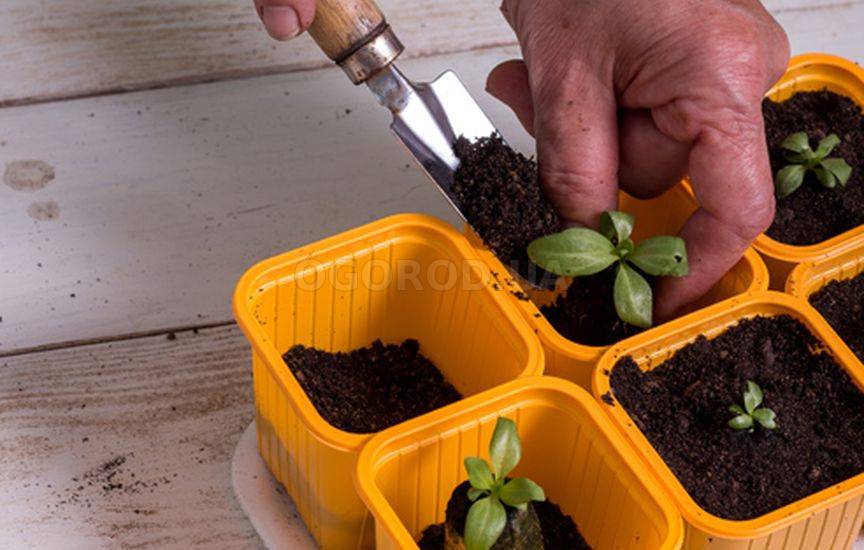 Эустома - выращивание из семян в торфяных таблетках