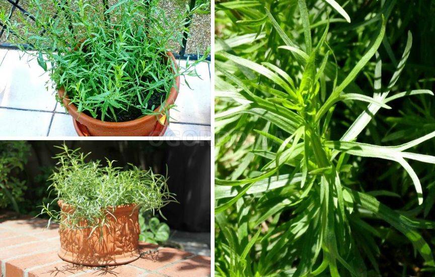 15 растений для выращивания в подвесных кашпо