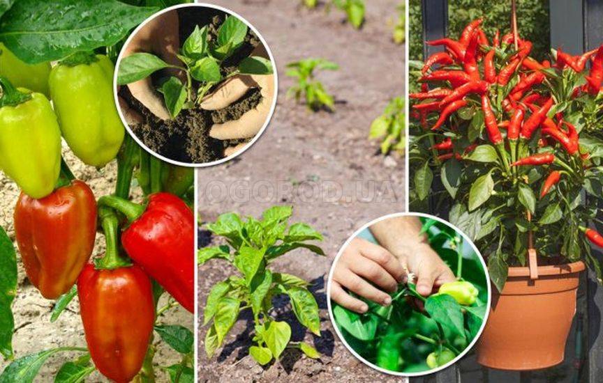 Секреты посадки и выращивания перца в грунте, теплице и дома