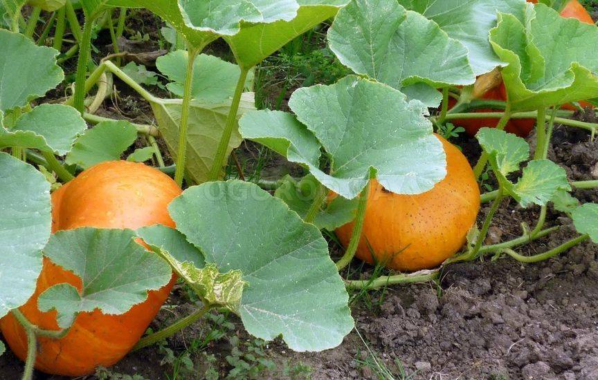 Как вырастить хороший урожай тыквы