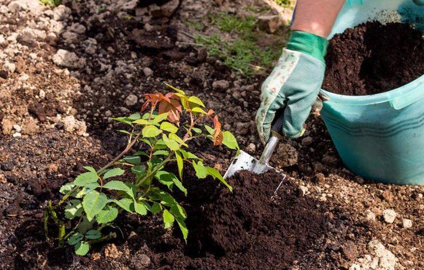 Как правильно подкармливать растения компостом