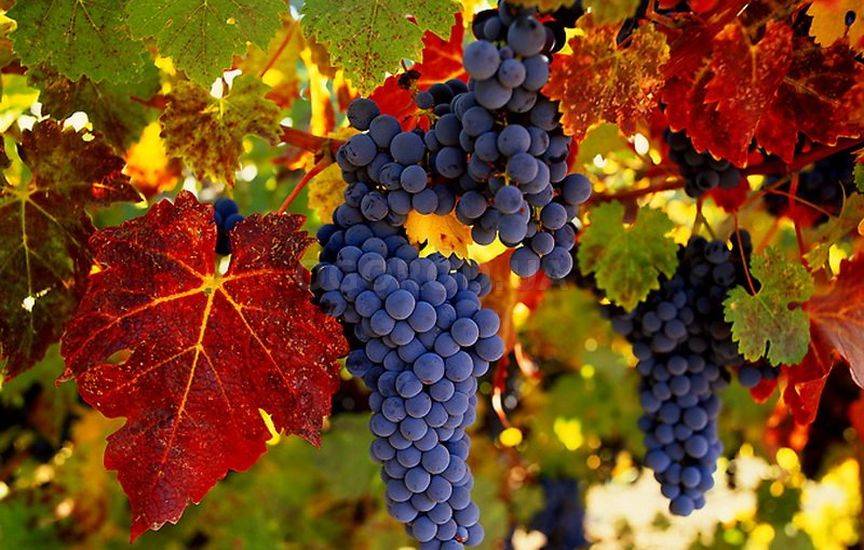 Схема, сроки и правила посадки винограда