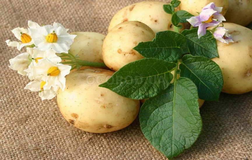 Защита картофеля