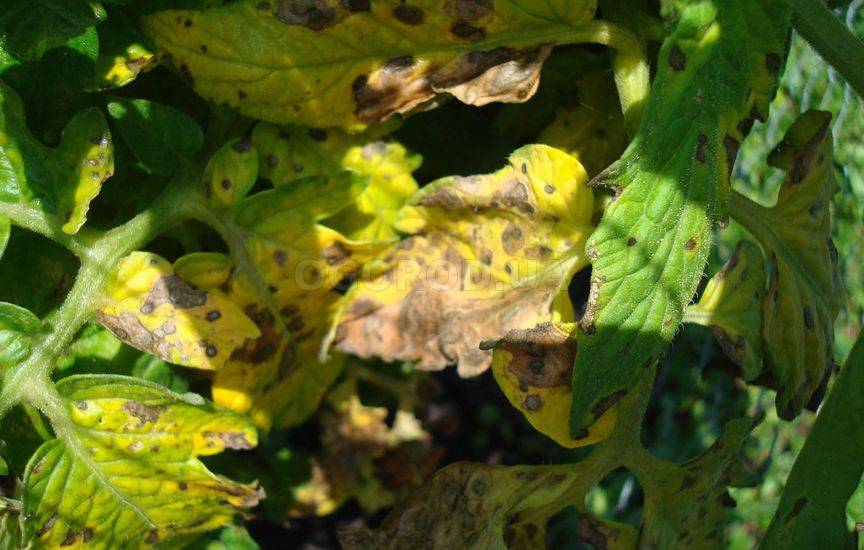 Листья томатов желтеют в теплице в чем причина фото