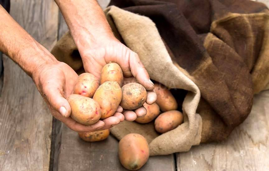5 способов уберечь картофель от парши