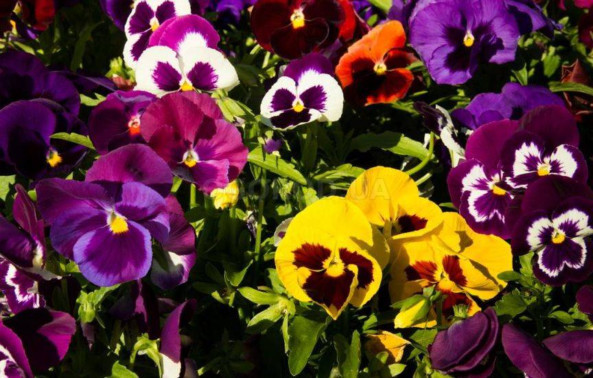 Какие растения посадить и посеять в мае в цветник