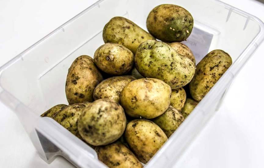 Ризоктониоз картофеля: методы борьбы и профилактики