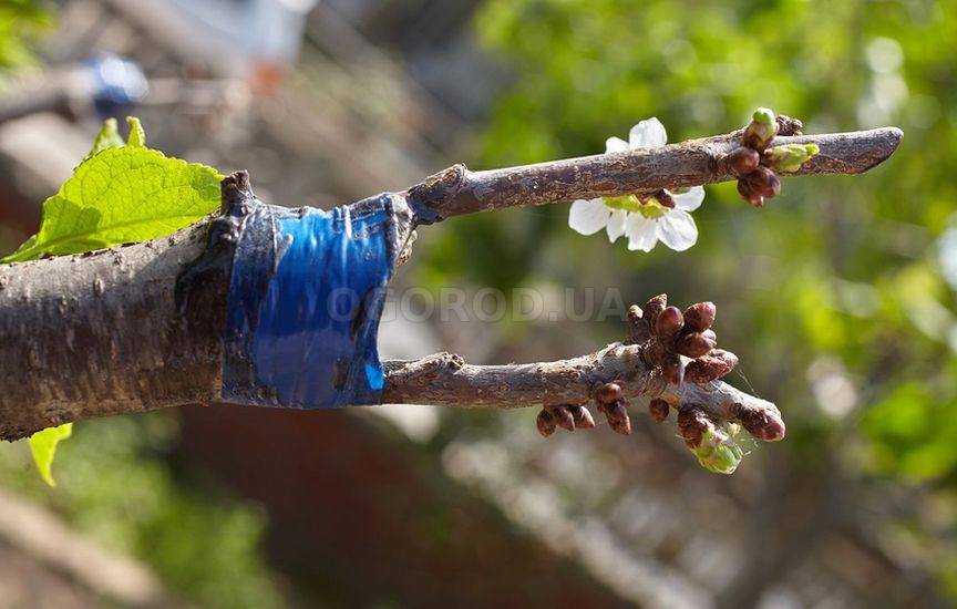 Прививка плодовых деревьев весной: сроки и способы