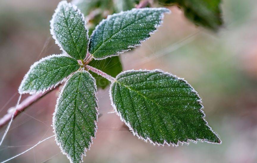 Как помочь растениям после заморозка