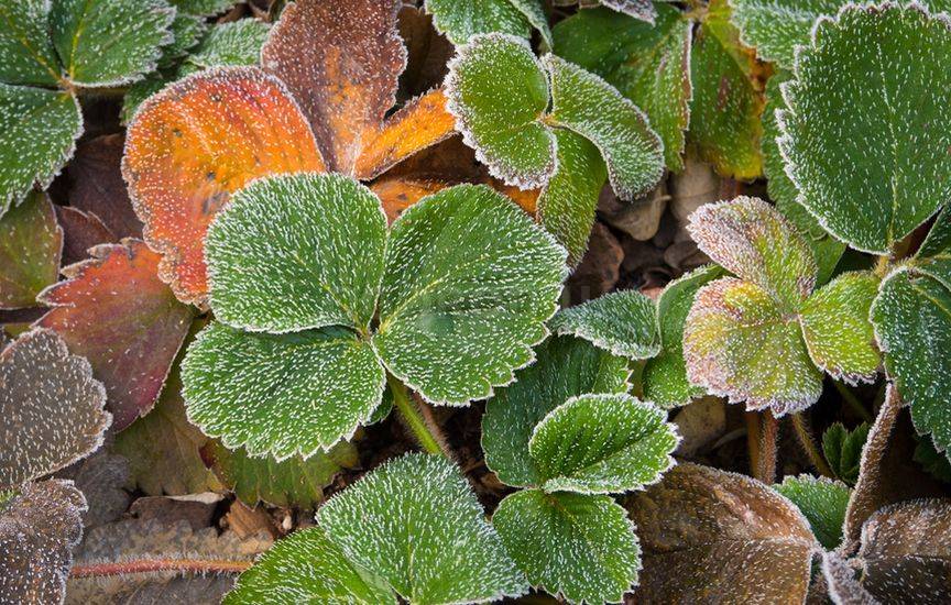 Как помочь растениям после заморозка