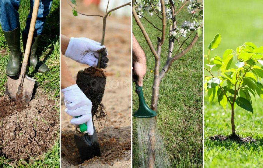 Декоративные деревья и кустарники – как правильно посадить
