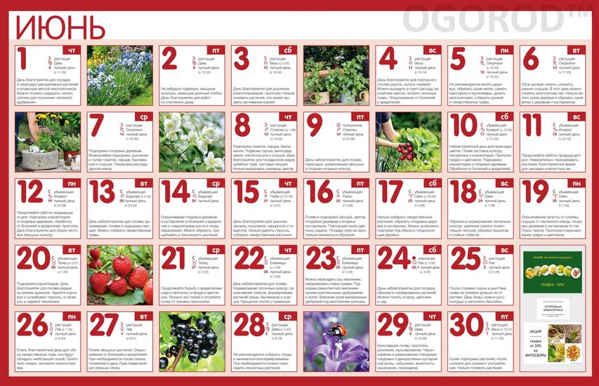Огородный календарь на июнь 2017