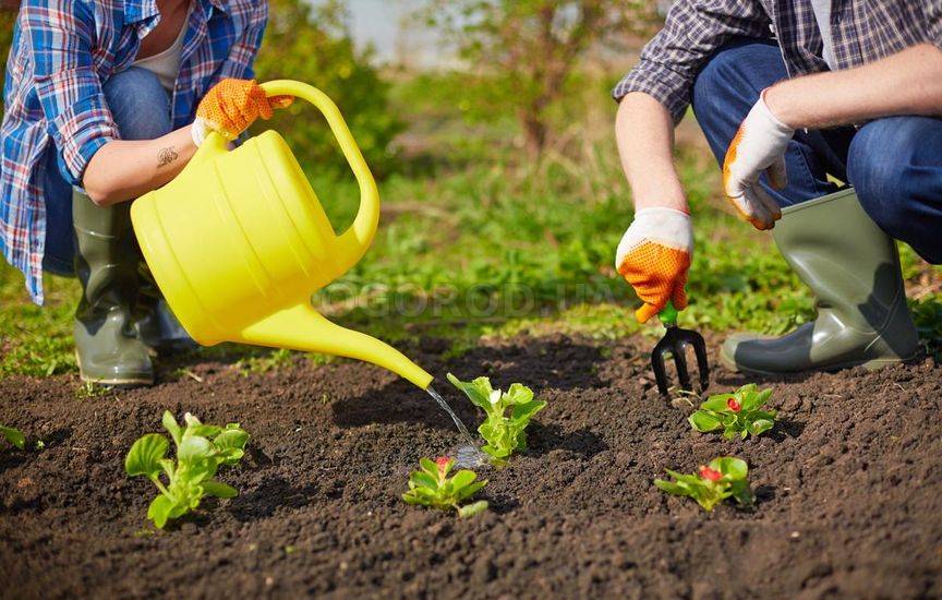 Приемы, позволяющие поливать сад реже
