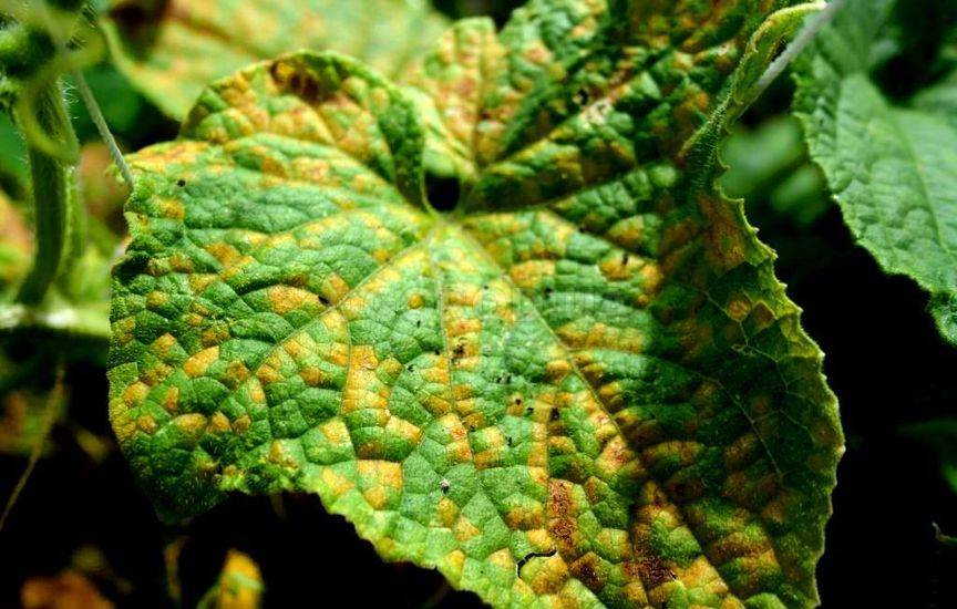 Почему у огурцов желтеют и сохнут листья