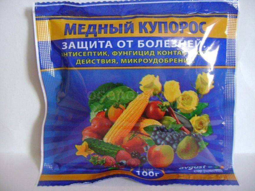 Как предотвратить фитофтороз томатов
