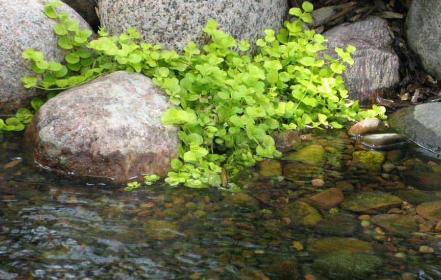 11 идеальных растений для декоративного водоема