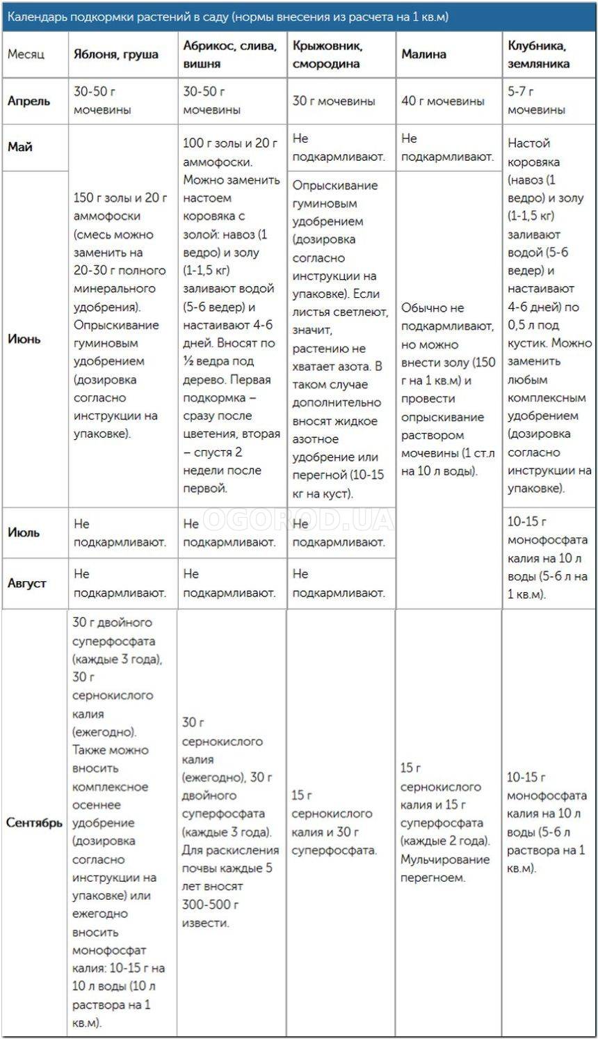 Чем подкормить сад весной, летом и осенью