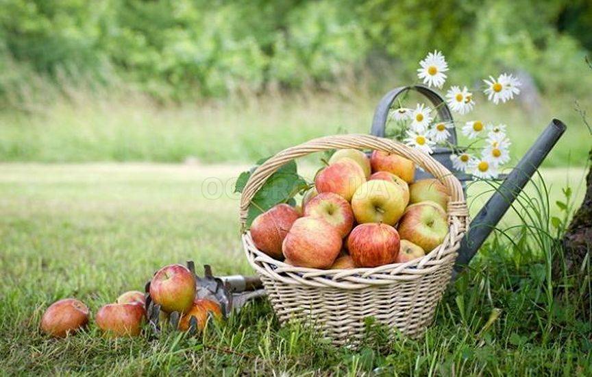 Как правильно поливать яблони