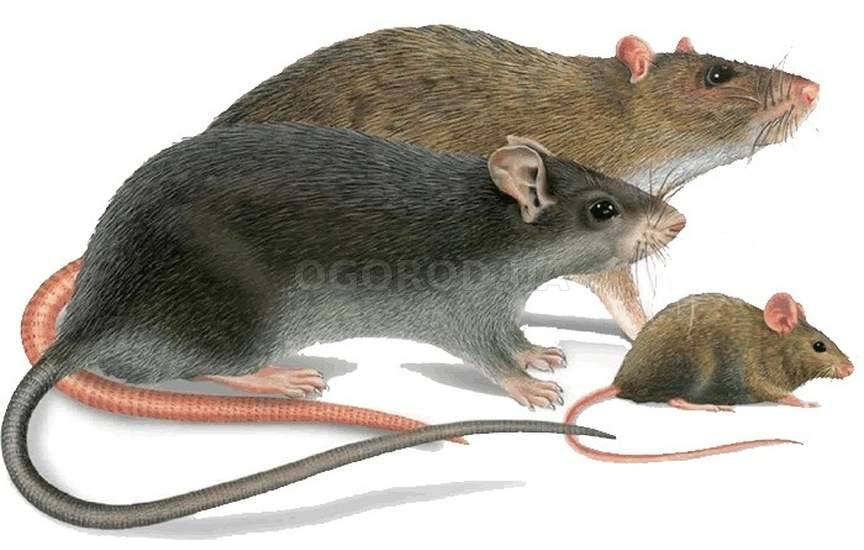 Как отличить мышь. Крысы мыши полевки. Мышь и крыса. Крыса и мышь сравнение. Криса Миш.