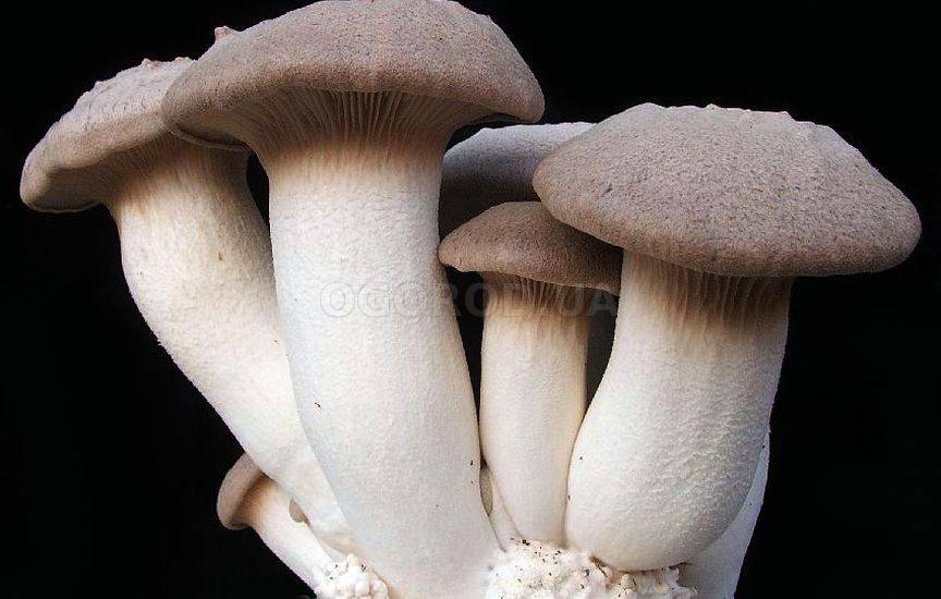 Белый степной гриб - выращенный из мицелия