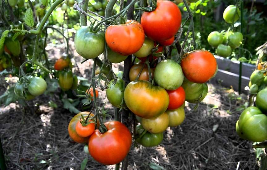 Полив плодоносящих томатов