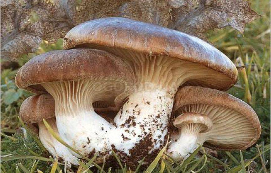 Белый степной гриб - фото