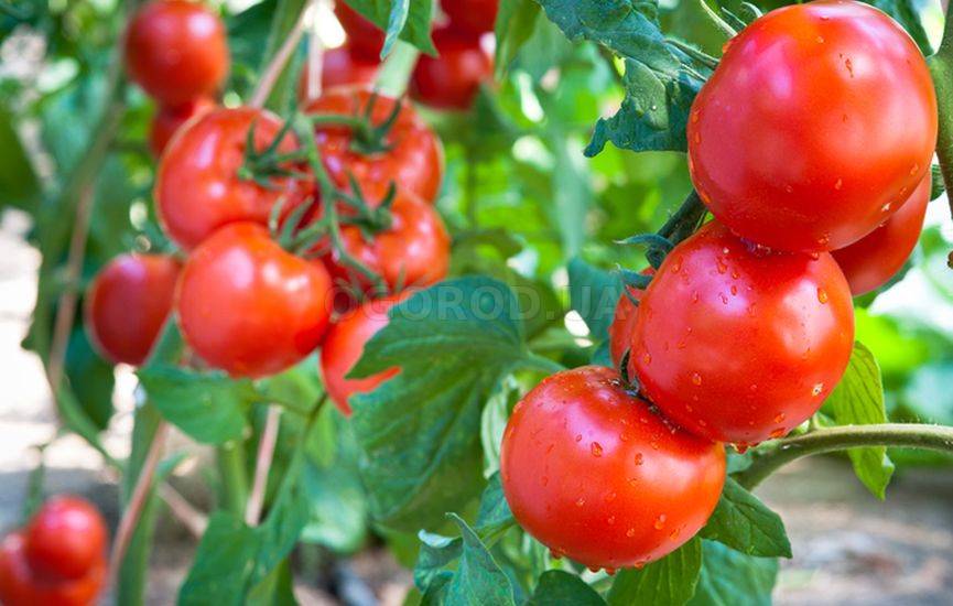 Как увеличить урожай помидоров в 3 раза