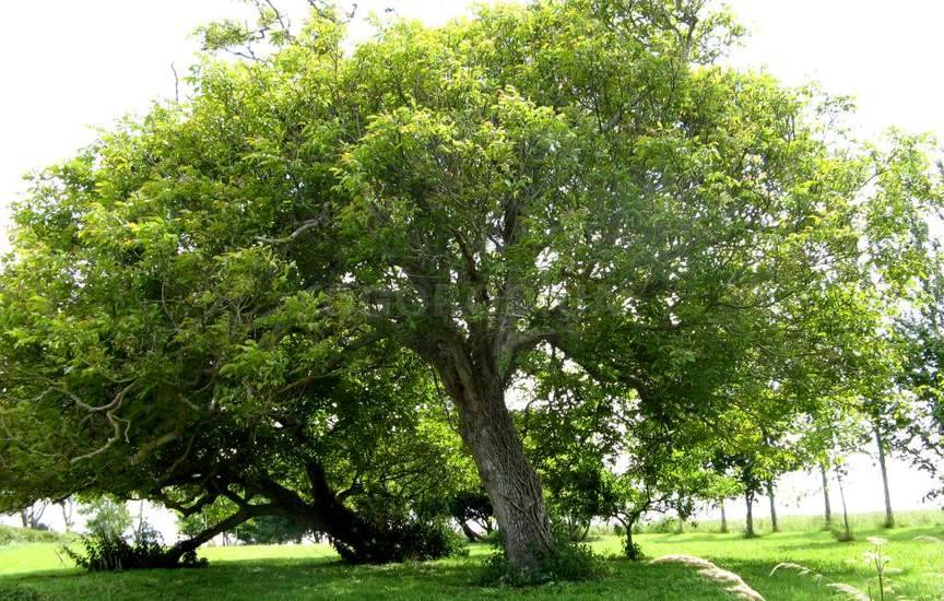 Грецкий орех дерево