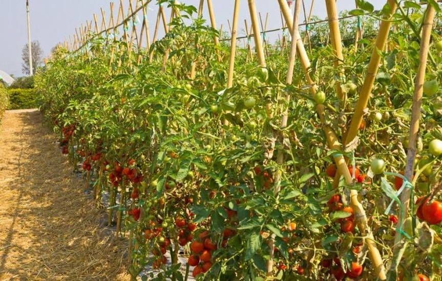 Подкормка томатов в открытом грунте для быстрого роста плодов