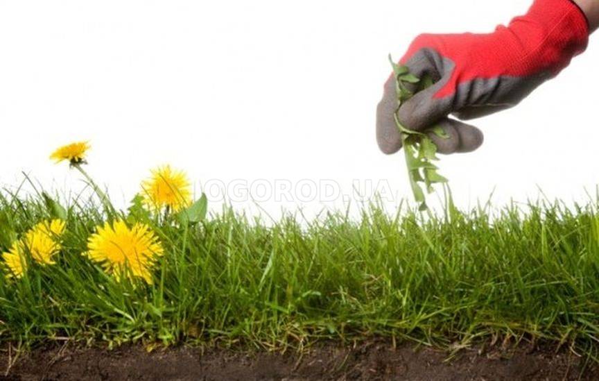 Как избавиться от сорняков в огороде