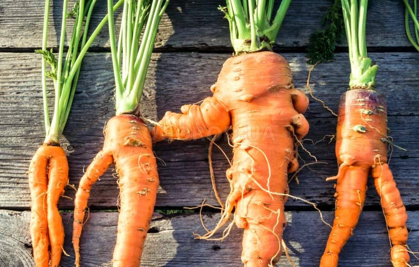 Плохо растёт морковь