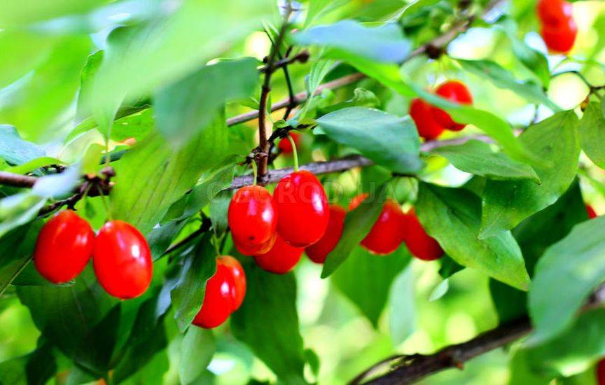  Cornus Mas 