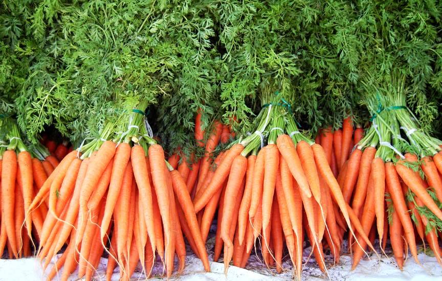 Плохо растёт морковь