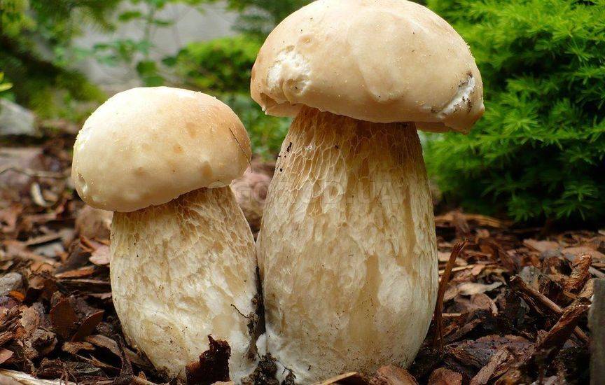 Лесные грибы на дачном участке