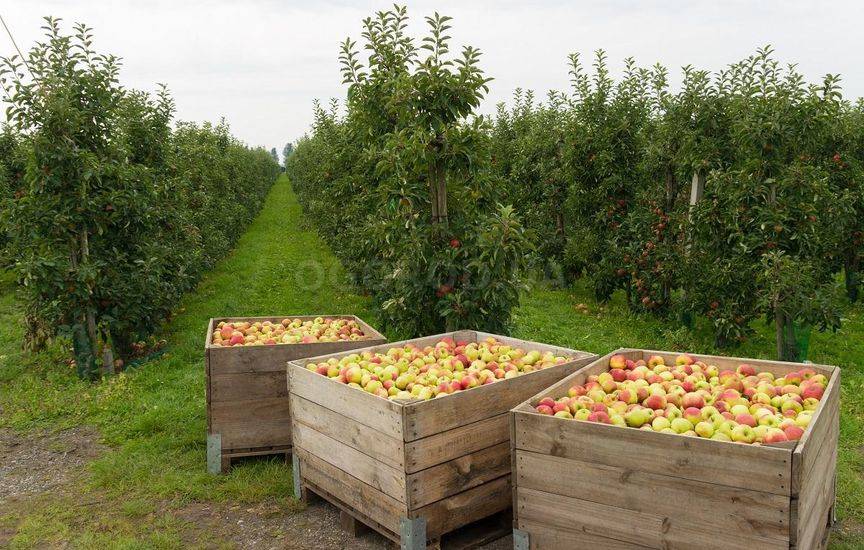 Почему яблоня плодоносит через год