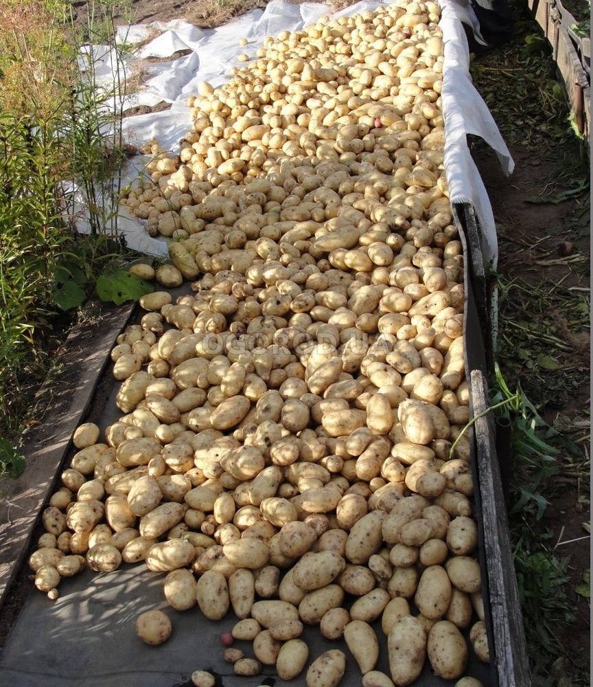 Посадочный картофель готовим с осени