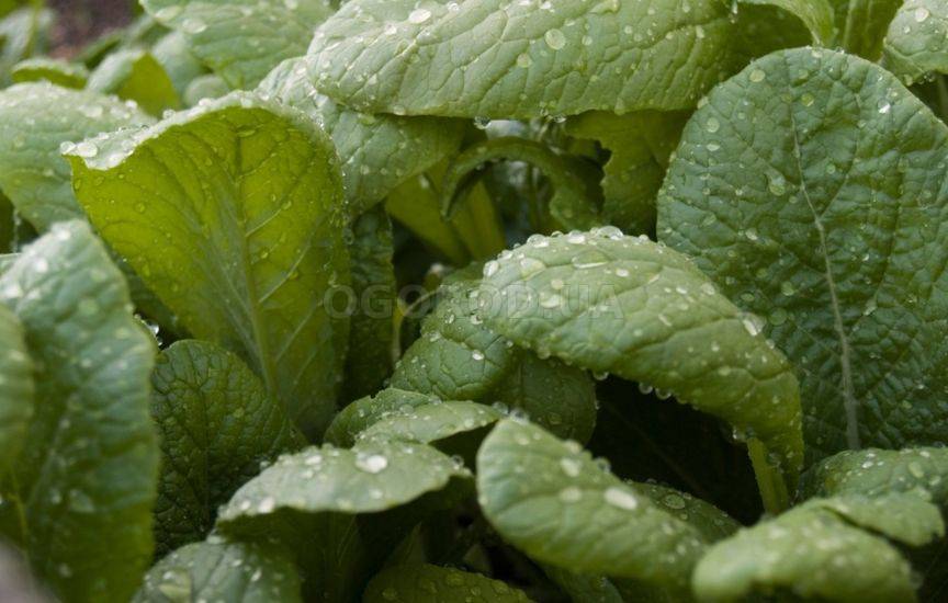 Выращивание листовой салатной горчицы