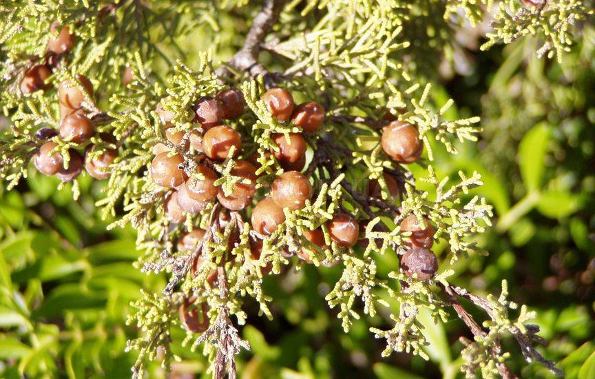 Можжевельник (JUNIPERUS)