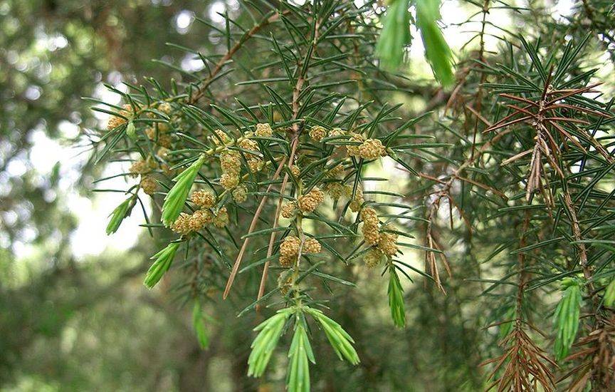 Можжевельник (JUNIPERUS)