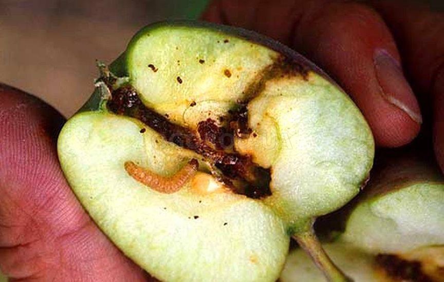 Почему съел яблоко