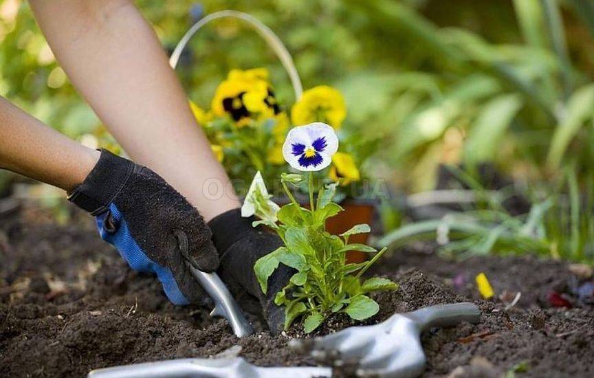 Сажаем в августе и в начале осени