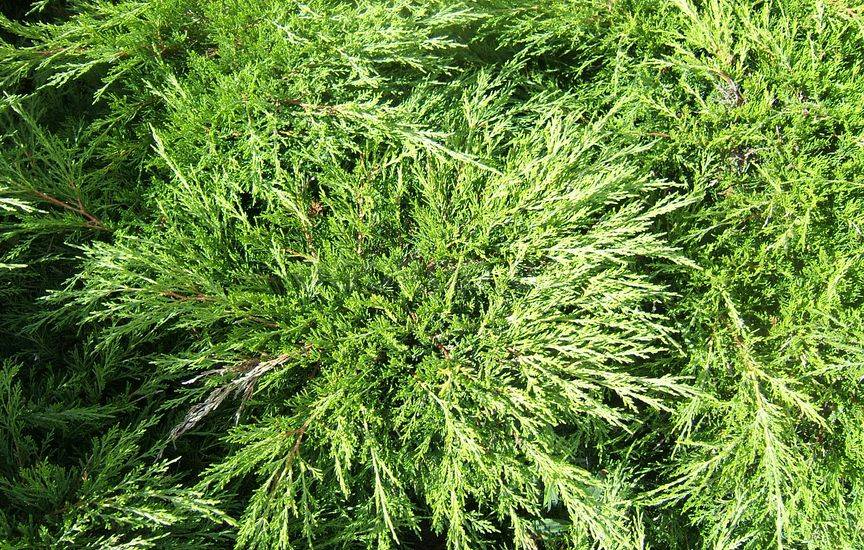 Можжевельник (JUNIPERUS)